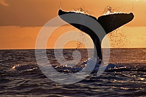 Humpback whale tail, Galapagos