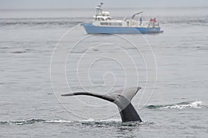 Humpback whale tail while going down Alaska
