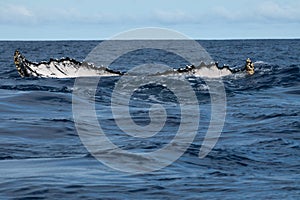 Humpback whale tail going down in blue polynesian sea