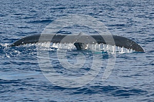 Humpback whale tail going down in blue polynesian sea