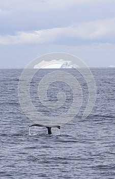 Humpback whale tail with iceberg