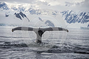Humpback Whale tail
