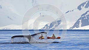 Humpback whale tail with kayak, boat or ship, showing on the dive, Antarctic Peninsula