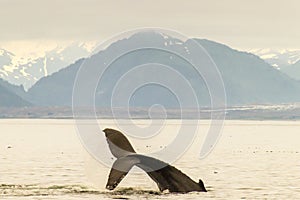 Humpback Whale Tail Lob And Mountains