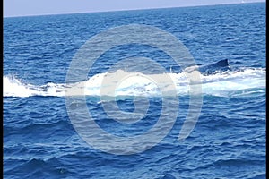 Humpback Whale Tail Lobbing