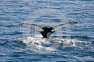 Humpback whale tail/Megaptera novae