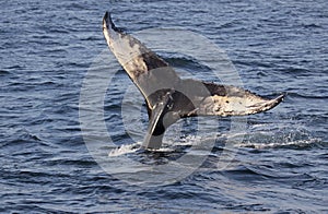 Humpback Whale Tail