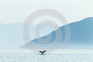 Humpback Whale Tail And Mountains