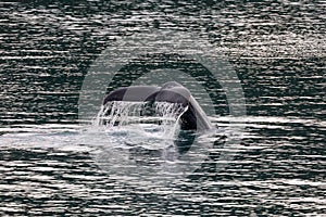 A humpback whale tail off the coast of Juneau, Alaska