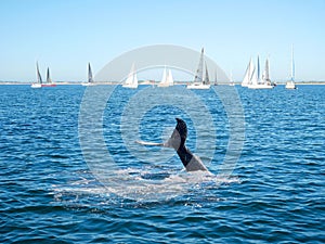 Humpback whale tail and sailing boat