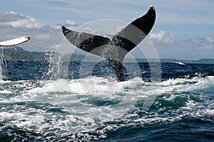 Humpback whale tail