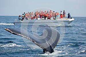 Humpback whale tail in Samana, Dominican republic and torist whale watching boat photo