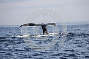 Humpback whale tail in the San Juan Islands