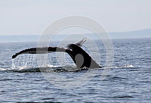 Humpback whale tail in the San Juan Islands