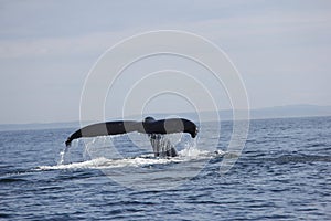 Humpback whale tail in the San Juan Islands