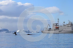 Humpback whale tail with ship, boat