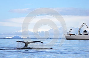 Humpback whale tail with ship, boat