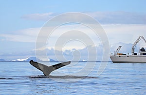 Humpback whale tail with ship, boat