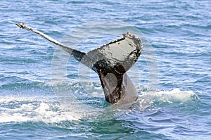 Humpback whale tail in Skjalfandi bay