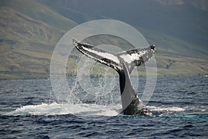 Humpback whale