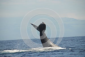 Humpback whale