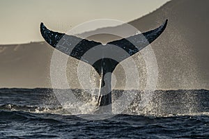 humpback whale tail slapping in cabo san lucas