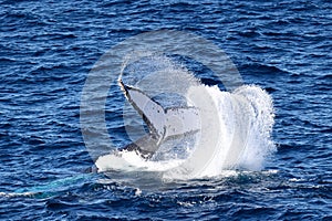 Humpback Whale