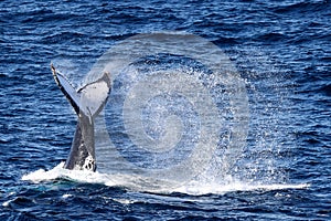 Humpback Whale