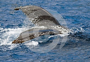 Humpback Whale Tail Splashing