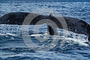 Humpback whale tails while diving