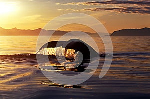 Humpback whale tail at sunset (Megaptera novaeangliae), Alaska,