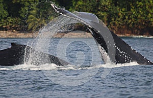 Humpback Whale Tail Swimming Migration