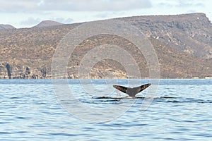 Humpback whale tail trapped in fishing net