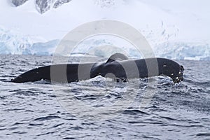 Humpback whale tail, which dives into Antarctic waters