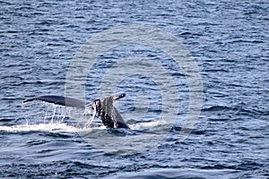 Humpback Whale Tale in Atlantic near Boston