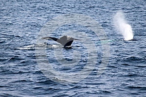 Humpback whale tale in Atlantic near Boston