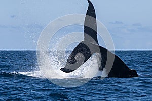 Humpback Whale Throwing Tail in the Caribbean Sea