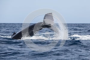 Humpback Whale Throwing Tail at Surface