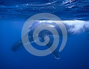 Humpback Whale in Tonga