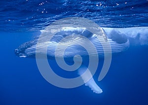 Humpback Whale in Tonga