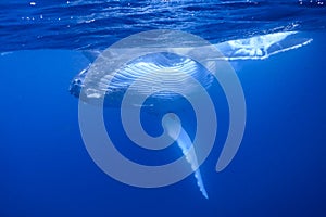 Humpback Whale in Tonga