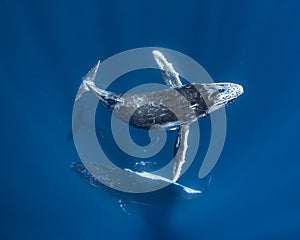 Humpback Whale in Tonga