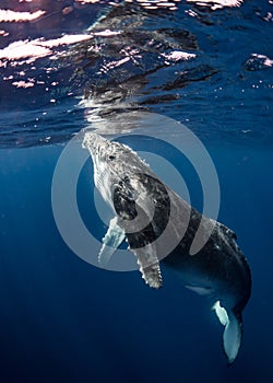 Humpback Whale in Tonga