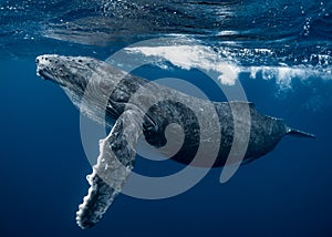 Humpback Whale in Tonga