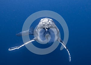 Humpback Whale in Tonga