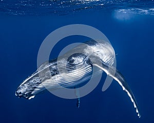 Humpback Whale in Tonga