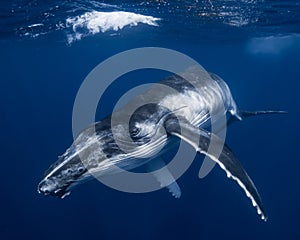 Humpback Whale in Tonga