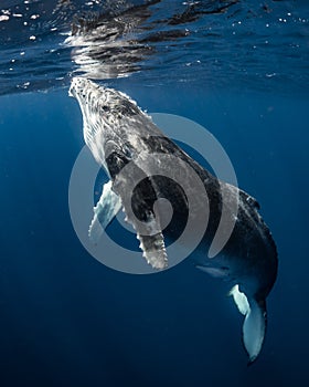 Humpback Whale in Tonga