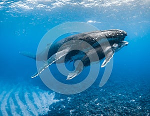 Humpback Whale in Tonga