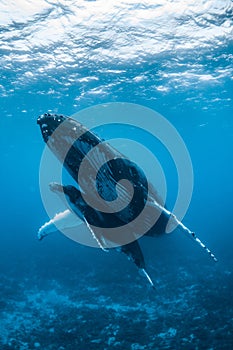 Humpback Whale in Tonga